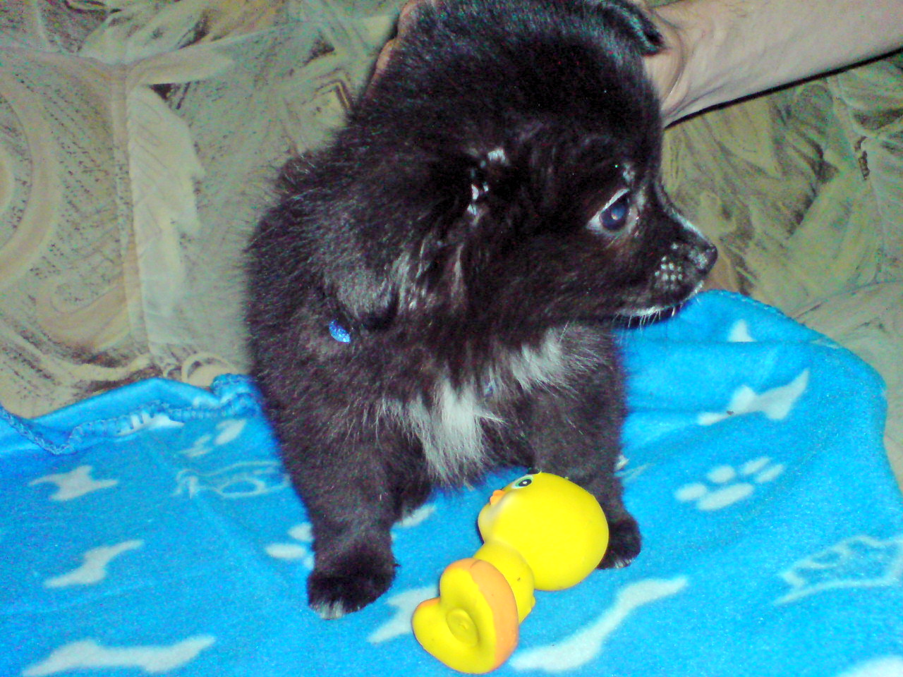 Tai-Tai (Chihuahua, Spitz) Chihuahua Spitz 